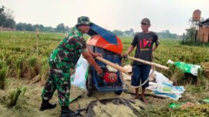 Jelang Masa Panen Padi Tiba, Babinsa Koramil 05/Bantargebang Turun Kesawah Bantu Petani