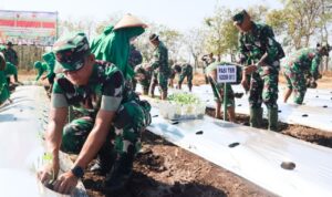 Kodim Bojonegoro, Optimalkan Lahan Kosong Tanam Ribuan Bibit Cabai