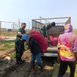 Korem 051/Wkt Berhasil Kembangkan Bibit Bawang Merah Unggul di Lahan Urban Farming
