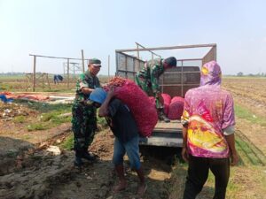 Korem 051/Wkt Berhasil Kembangkan Bibit Bawang Merah Unggul di Lahan Urban Farming