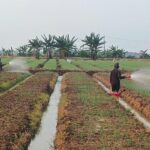 Bawang Merah Jadi Komoditas Unggulan di Urban Farming Korem 051/Wkt