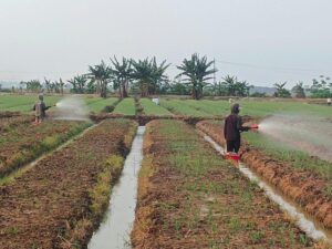 Bawang Merah Jadi Komoditas Unggulan di Urban Farming Korem 051/Wkt