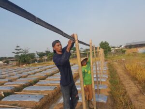 Korem 051/Wkt Tingkatkan Pertanian di Lahan Urban Farming dengan Pupuk Organik dan Budidaya Melon