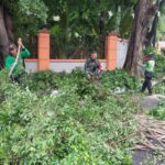 Bersama Dinas Pertamanan dan Kehutanan Babinsa Koramil 01/Menteng Laksanakan Penopingan Pohon