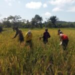 Babinsa Koramil 1715-05/Batom Kodim 1715/Yahukimo Membantu Petani Panen Padi di Desa Okiako Distrik Batom