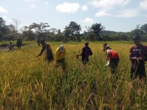 Babinsa Koramil 1715-05/Batom Kodim 1715/Yahukimo Membantu Petani Panen Padi di Desa Okiako Distrik Batom