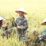 Apresiasi Kinerja Babinsa, Dandim 0507/Bekasi Panen Padi Hasil Inovasi Pupuk Cair Organik PC 37