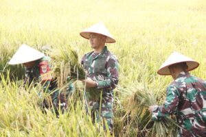 Apresiasi Kinerja Babinsa, Dandim 0507/Bekasi Panen Padi Hasil Inovasi Pupuk Cair Organik PC 37
