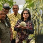 Pj. Walikota Kota Kediri Petik Melon di P4S Langgeng Mazaya Kelurahan Pakunden