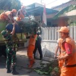 Cegah Pohon Tumbang Saat Masuk Musim Penghujan Babinsa Koramil 08/Johar Baru Bersama PPSU Laksanakan Penopingan Pohon