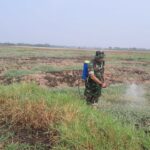 Babinsa Pendamping Basmi Gulma Penyiapan Lahan Jagung untuk Ketahanan Pangan