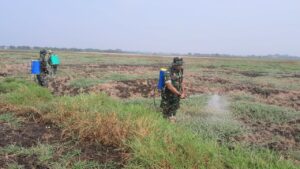 Babinsa Pendamping Basmi Gulma Penyiapan Lahan Jagung untuk Ketahanan Pangan