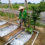 Korem 051/Wijayakarta Gencarkan Pertanian Terpadu untuk Kemandirian Pangan