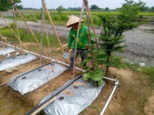 Korem 051/Wijayakarta Gencarkan Pertanian Terpadu untuk Kemandirian Pangan