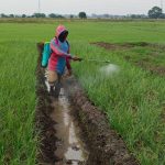 Kelompok Petani Laksanakn Perawatan Tanaman Bawang Merah di Urban Farming Korem 051/WKT