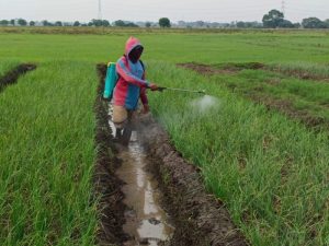 Kelompok Petani Laksanakn Perawatan Tanaman Bawang Merah di Urban Farming Korem 051/WKT