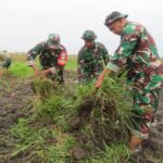 Babinsa Korem 051/Wkt Lanjutkan Penyiapan Lahan Jagung 50 Hektar di Sukatani, Bekasi