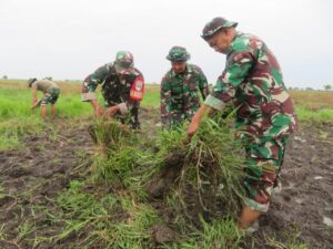 Babinsa Korem 051/Wkt Lanjutkan Penyiapan Lahan Jagung 50 Hektar di Sukatani, Bekasi