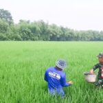 Dukung Program Ketahanan Pangan, Babinsa Koramil Balen Bojonegoro bantu Petani Rawat Tanaman Padi