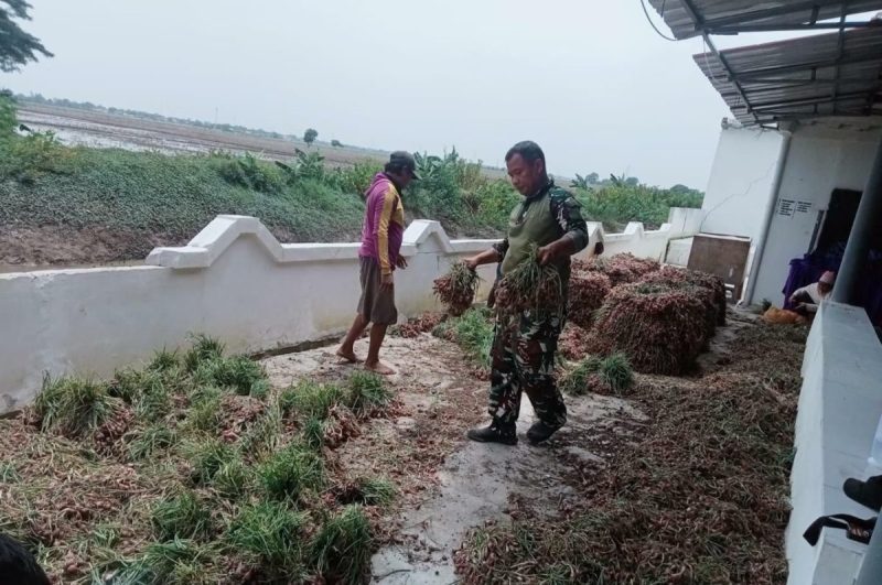 Panen Bawang Merah Korem 051/Wkt: Wujud Nyata Dukung Swasembada Pangan