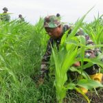 Korem 051/Wkt Laksanakan Perawatan Tanaman Jagung di Lahan Sukatani Bekasi