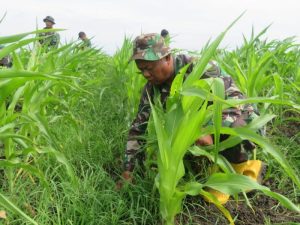 Korem 051/Wkt Laksanakan Perawatan Tanaman Jagung di Lahan Sukatani Bekasi