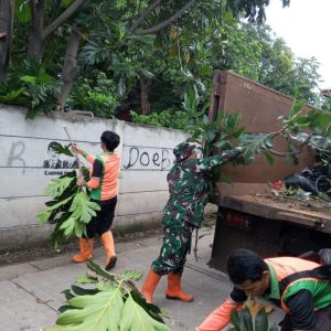 Toping Ranting Cegah Pohon Tumbang Oleh Koramil Kramatjati Giat Karya Bakti
