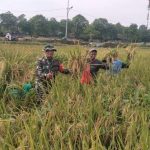 Panen Raya Padi: Sinergitas Kodim 0502/JU Dengan Petani Untuk Ketahanan Pangan Di Kelurahan Rorotan