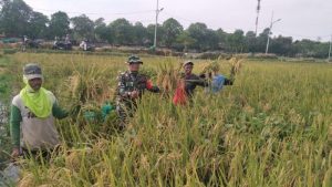 Panen Raya Padi: Sinergitas Kodim 0502/JU Dengan Petani Untuk Ketahanan Pangan Di Kelurahan Rorotan