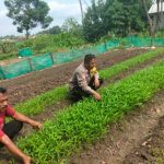 Bhabinkamtibmas Desa Karangsari dan Penggarap Lahan Bersinergi Wujudkan Program Ketahanan Pangan