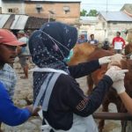 Pasar Hewan Ditutup, Petugas Intensifkan Pengobatan PMK