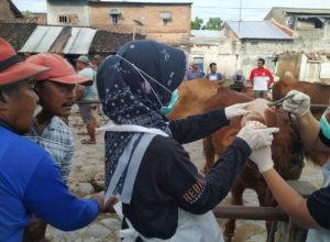 Pasar Hewan Ditutup, Petugas Intensifkan Pengobatan PMK