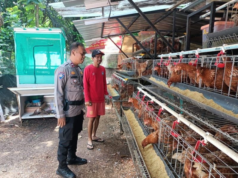 Bhabinkamtibmas Ciketingudik: Penggerak Ketahanan Pangan Melalui Dukungan Peternakan Lokal