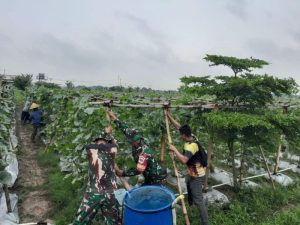 Keberhasilan Babinsa Pendamping di Lahan Urban Farming Korem 051/Wijayakarta