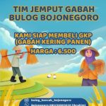 Perum Bulog Bojonegoro Jemput Bola Beli Gabah Langsung dari Petani, Besaran HPP Rp 6.500 Perkilogram
