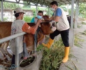 Kasus Wabah PMK Ternak, Kediri Alami Tren Positif