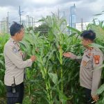 Polsek Metro Tanah Abang Memiliki Kebun Jagung di Pusat Kota, Dapat Menjadi Bentuk Kreativitas dan Inovasi Baru
