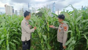 Polsek Metro Tanah Abang Memiliki Kebun Jagung di Pusat Kota, Dapat Menjadi Bentuk Kreativitas dan Inovasi Baru