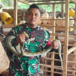 Babinsa dan Bimaspol Tangkap Ular Piton yang Meresahkan Warga di Jatiraden