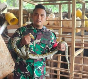 Babinsa dan Bimaspol Tangkap Ular Piton yang Meresahkan Warga di Jatiraden