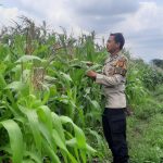 Perawatan Kebun Jagung Sebagai Ketahanan Pangan Polsek Metro Tanah Abang Di Bantaran Kali Ciliwung