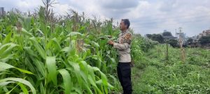 Perawatan Kebun Jagung Sebagai Ketahanan Pangan Polsek Metro Tanah Abang Di Bantaran Kali Ciliwung