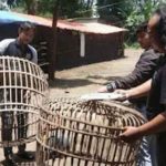 Buser Satreskrim Polres Nganjuk Bongkar Sabung Ayam Di Ngronggot
