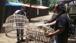 Buser Satreskrim Polres Nganjuk Bongkar Sabung Ayam Di Ngronggot