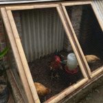 Pemkab Bojonegoro Luncurkan Program Ayam Petelur, Tingkatkan Perekonomian Masyarakat Prasejahtera