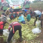 Masyarakat Apresiasi Panen Raya Jagung Polda Metro Jaya: “Bukti Polri Peduli Ketahanan Pangan”