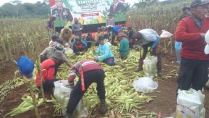 Masyarakat Apresiasi Panen Raya Jagung Polda Metro Jaya: “Bukti Polri Peduli Ketahanan Pangan”