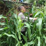 Polres Metro Jakarta Pusat Pantau Ketahanan Pangan, Tanaman Jagung di Paseban Tumbuh Subur