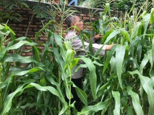 Polres Metro Jakarta Pusat Pantau Ketahanan Pangan, Tanaman Jagung di Paseban Tumbuh Subur