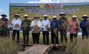 Kampung Kaliki Panen Perdana Padi Seluas 43 Hektar
